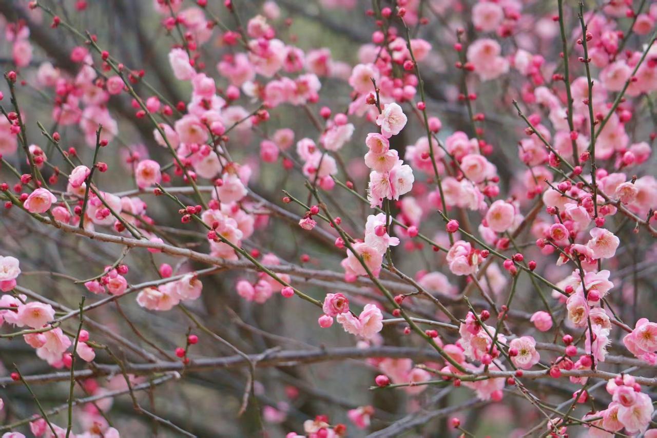 今年冬天的不同冬花艳丽，冬菜鲜嗦，冬笋味美……
