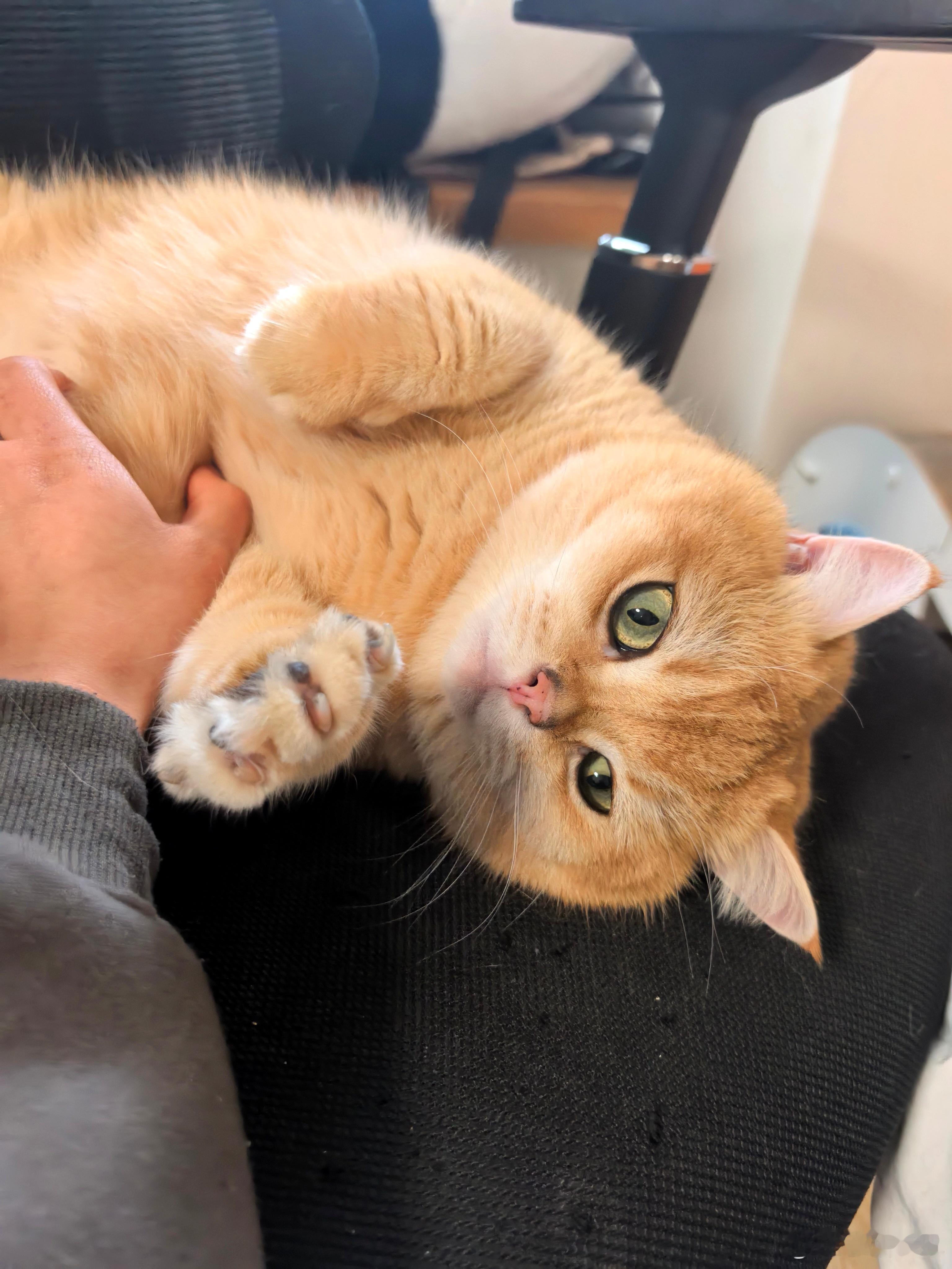 我前脚刚站起来不到一分钟，小猫后脚就霸占了我的座位，主打一个毫不客气萌宠金渐层