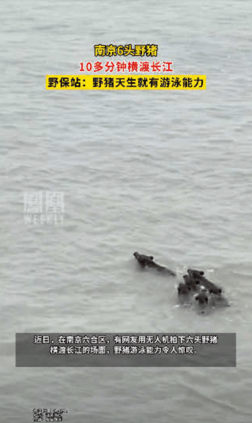 “科学解释不清楚！”南京一男子用无人机在江面上拍摄，发现江面一群黑乎乎的不明物