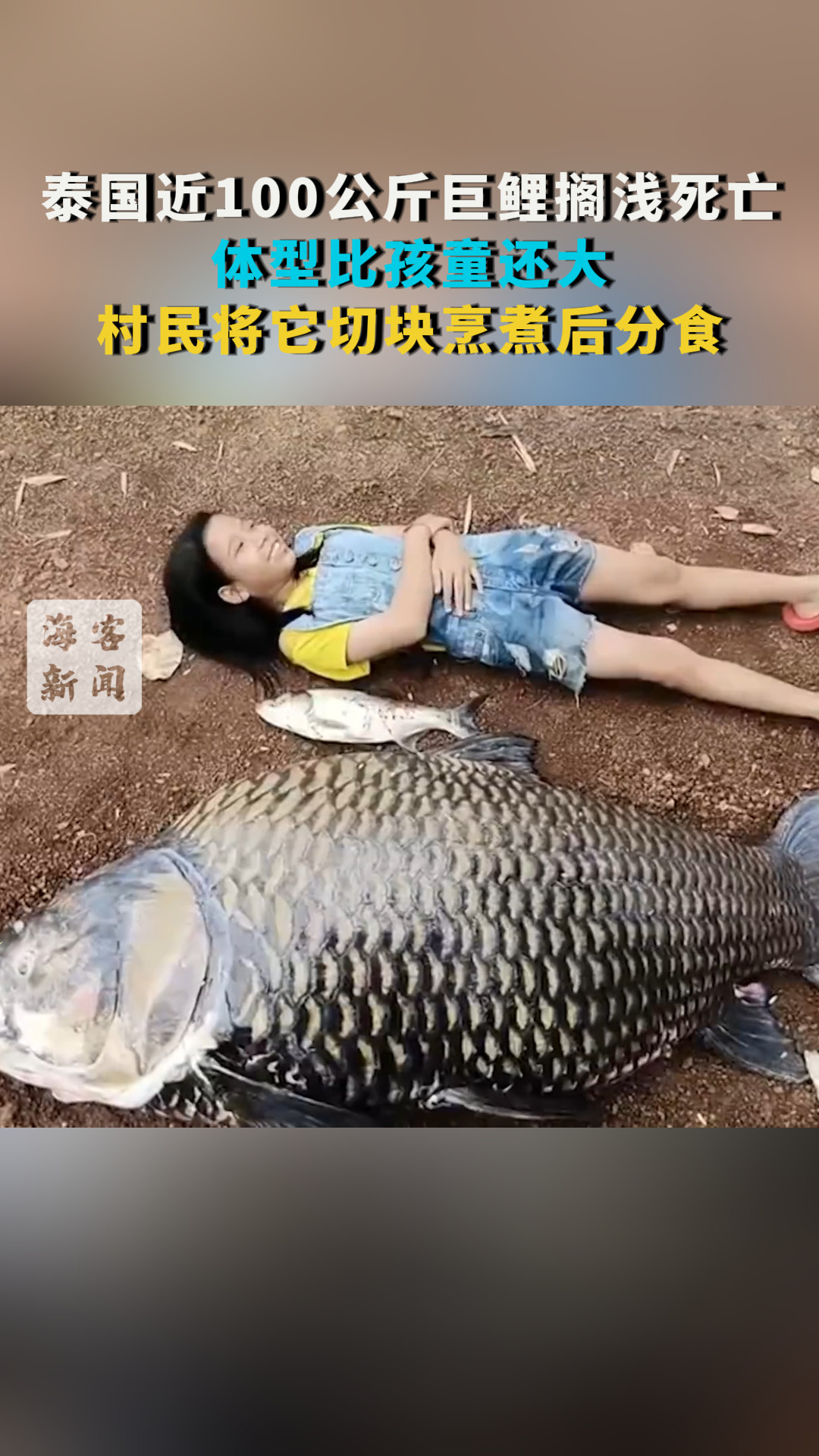 泰国近100公斤巨鲤搁浅死亡：体型比孩童还大 村民将它切块烹煮后分食