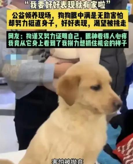 从紧绷不安到肆意放松，全网心疼的坐姿小狗铁柱成功领养还记得那只因为独特坐姿走红