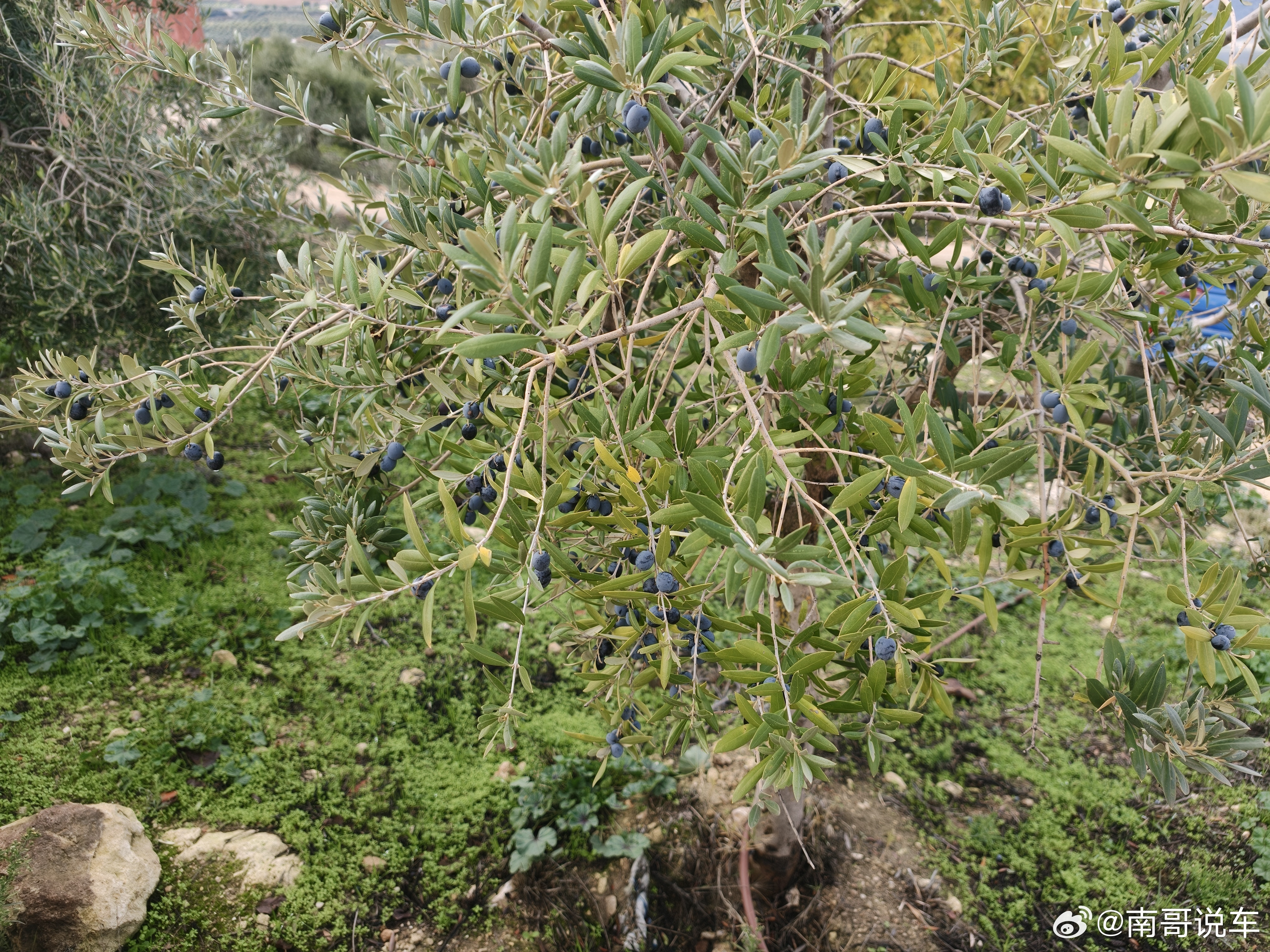 兄弟们，这是啥我以为是蓝莓，吃了一口，苦死我了。。。。