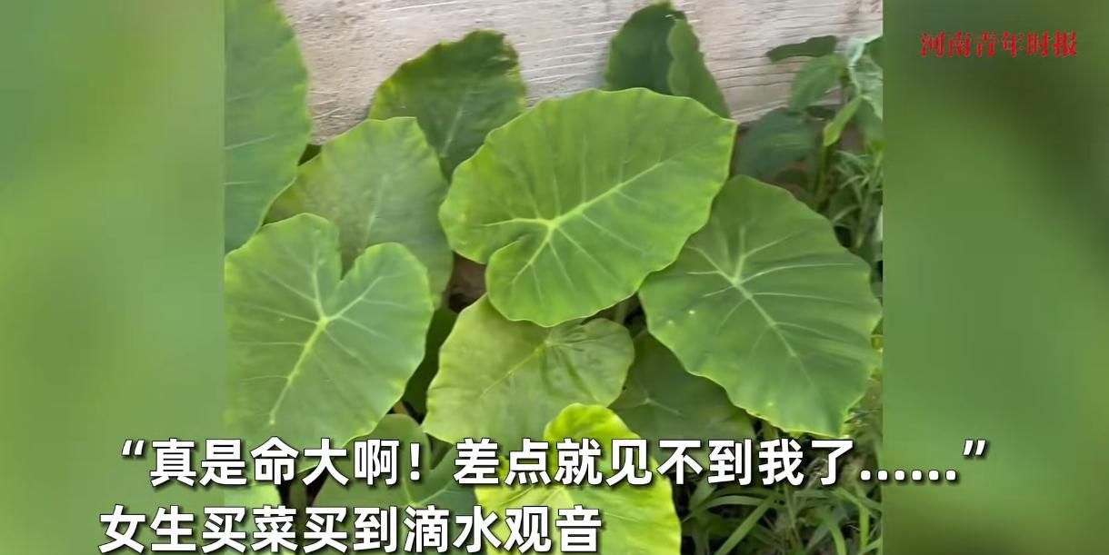 “防不胜防！”近日，贵州，一女孩因为想吃广菜了，于是就在网上买了几棵回家，谁知在