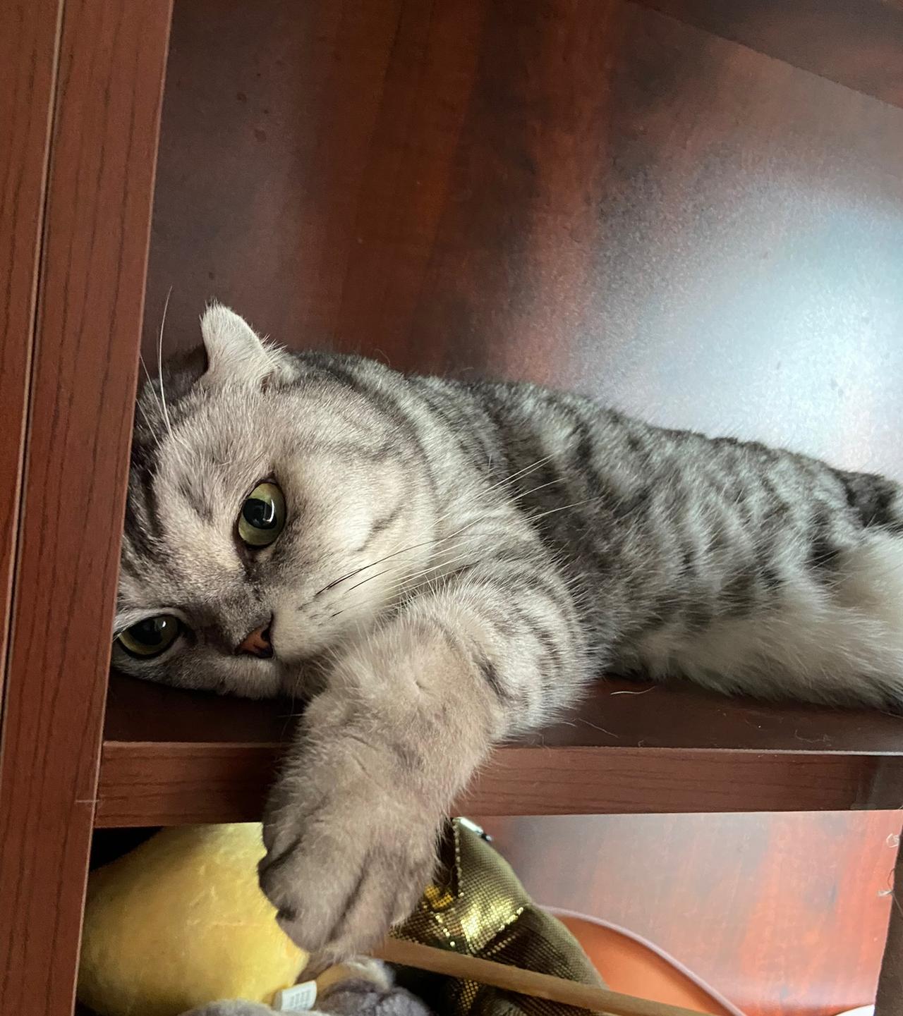 分享一张你家猫咪睡觉的可爱照片