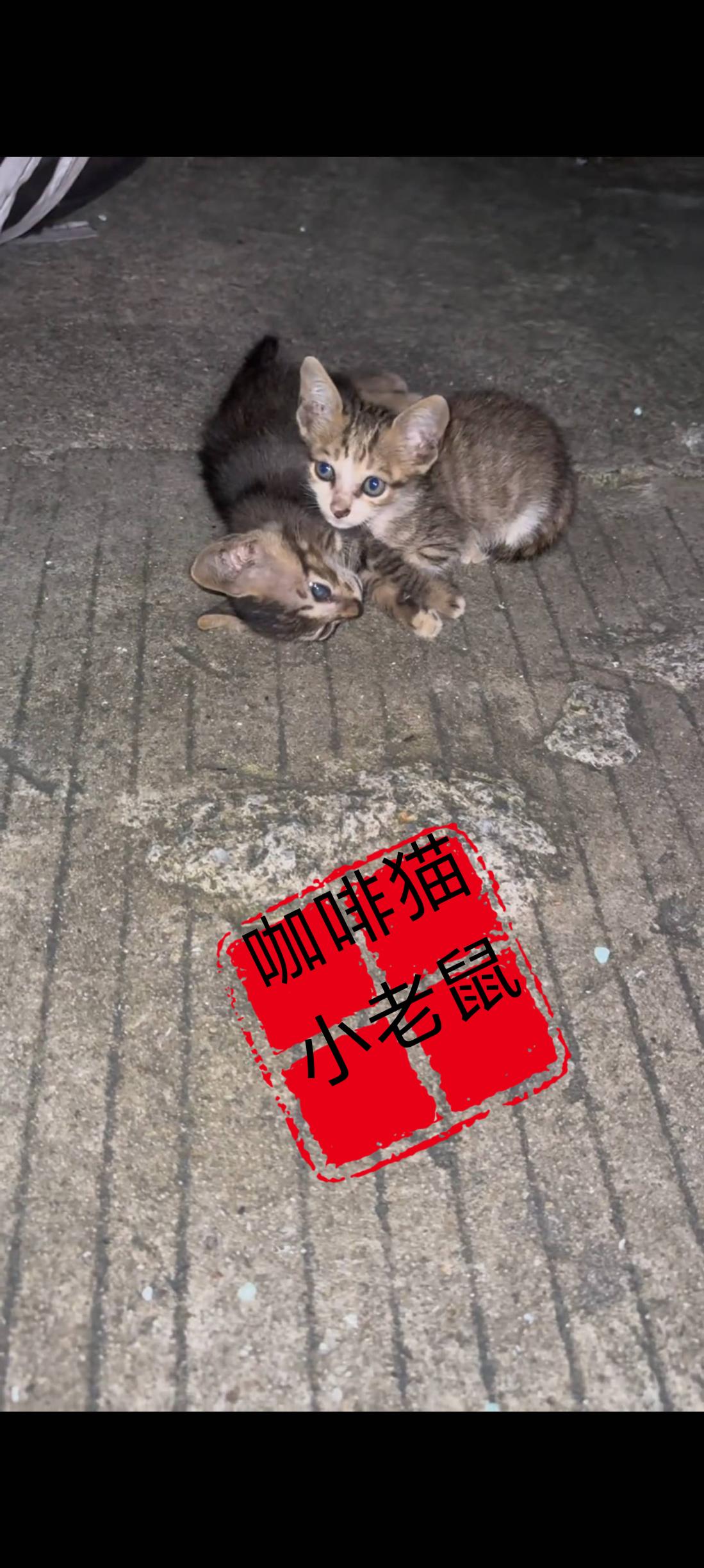 和自己朝夕相处多日的同伴有一天突然倒地不起，她又会以什么样的方式，去面对着自己的