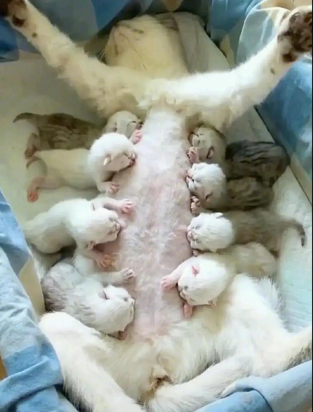 猫妈妈：我睡觉了，你们随意！