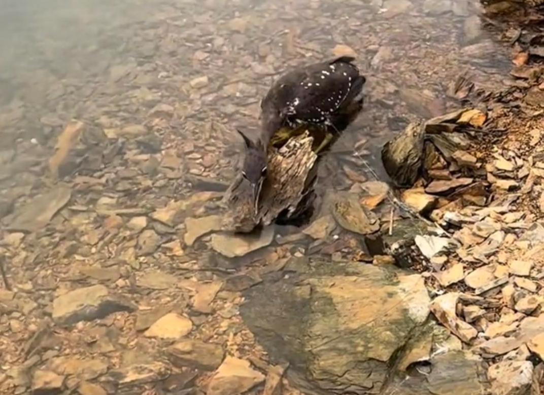 “神秘大鸟！”浙江千岛湖，一男子和朋友开船回岸边，无意间在浅滩发现一只被废弃渔网