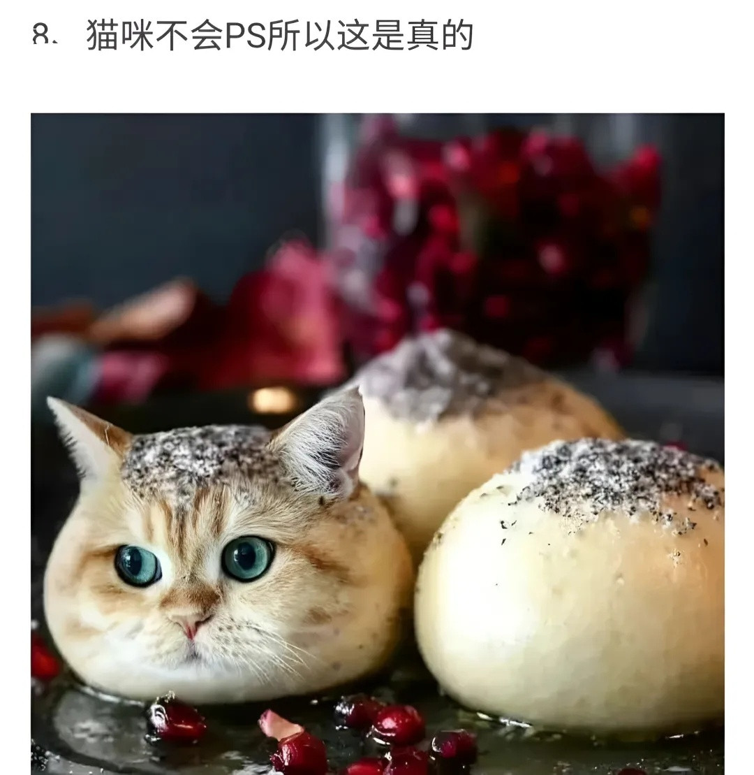 吃口猫猫头，万事不用愁（｡ò∀ó｡）一些猫meme/