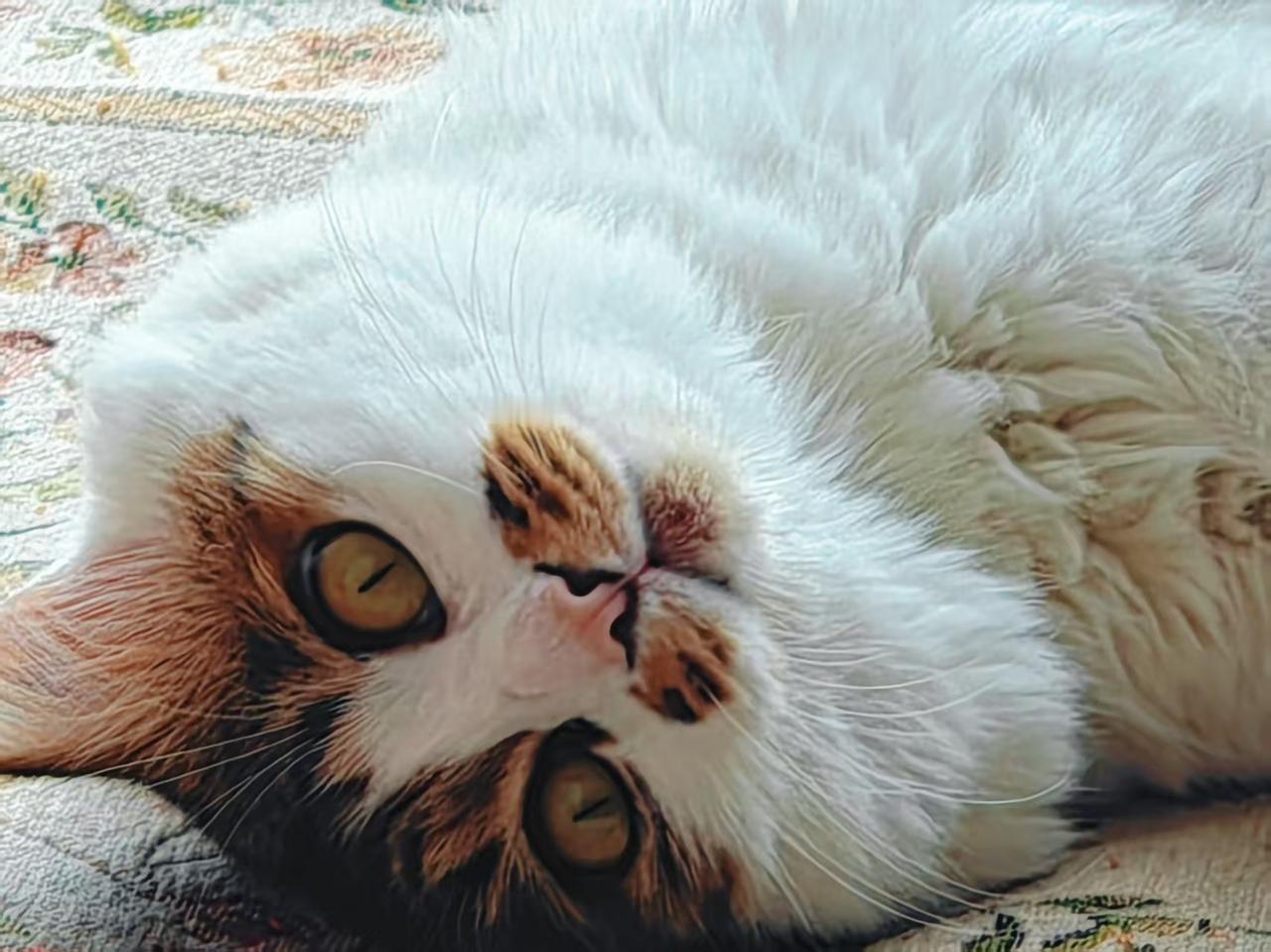 家里捡来的小猫不用上班，无所事事，整天吃了睡，醒了闲，想躺躺，想闹闹，大把地拋洒