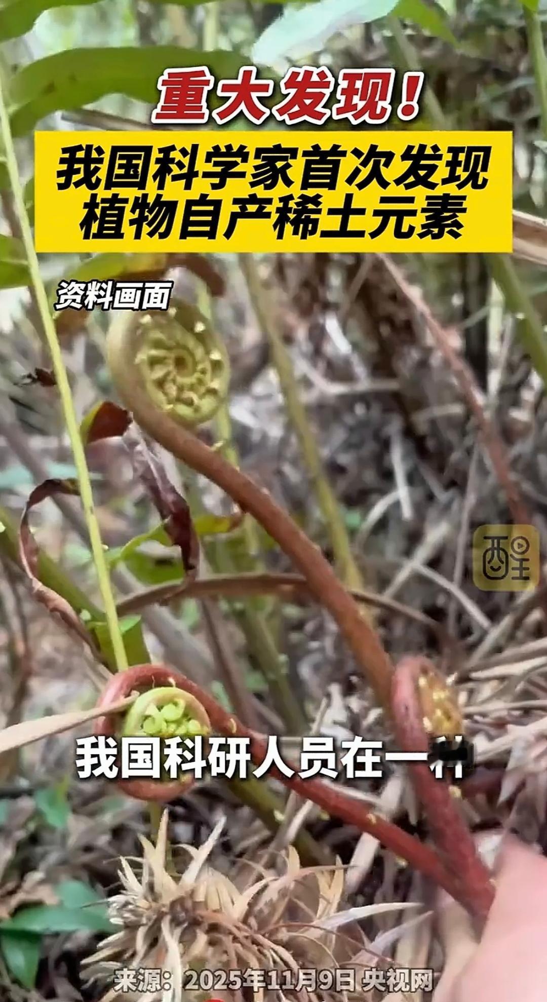 国运来了挡都挡不住！谁能想到，平时随处可见的乌毛蕨，被我国科研人员一研究，直接炸