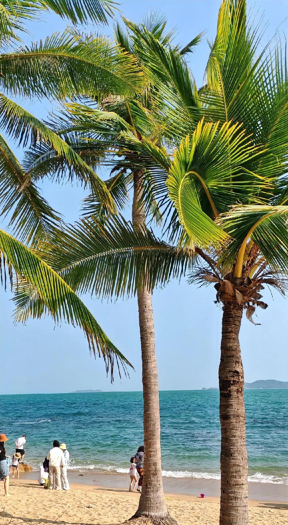 三亚过冬太香了！哈尔滨冰天雪地时，这里能下海游泳心脑血管都舒服了谁懂啊！从