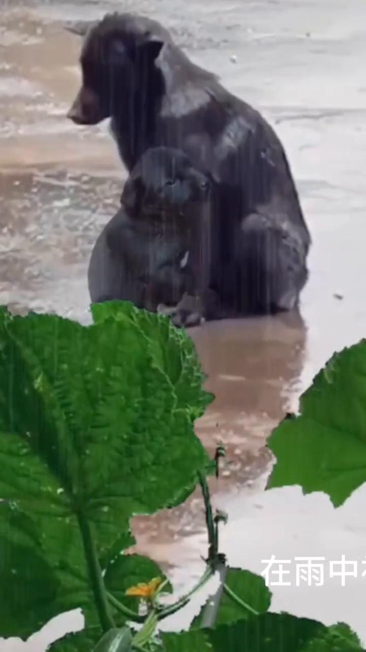 雨中被抛弃的母子狗。抛弃的母子狗。