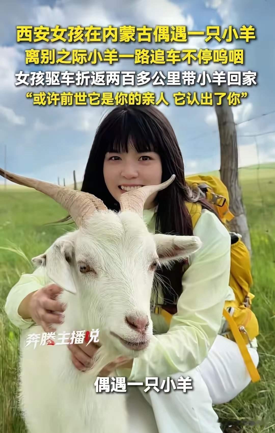 内蒙古小羊羔后续来了，已经落地西安，暂时没有出现不适应的情况，直播中网友都在建议