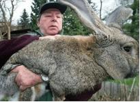 澳大利亚野兔成灾，有100多亿只，体重百斤却无人食用，当地人给出答案：不敢吃。