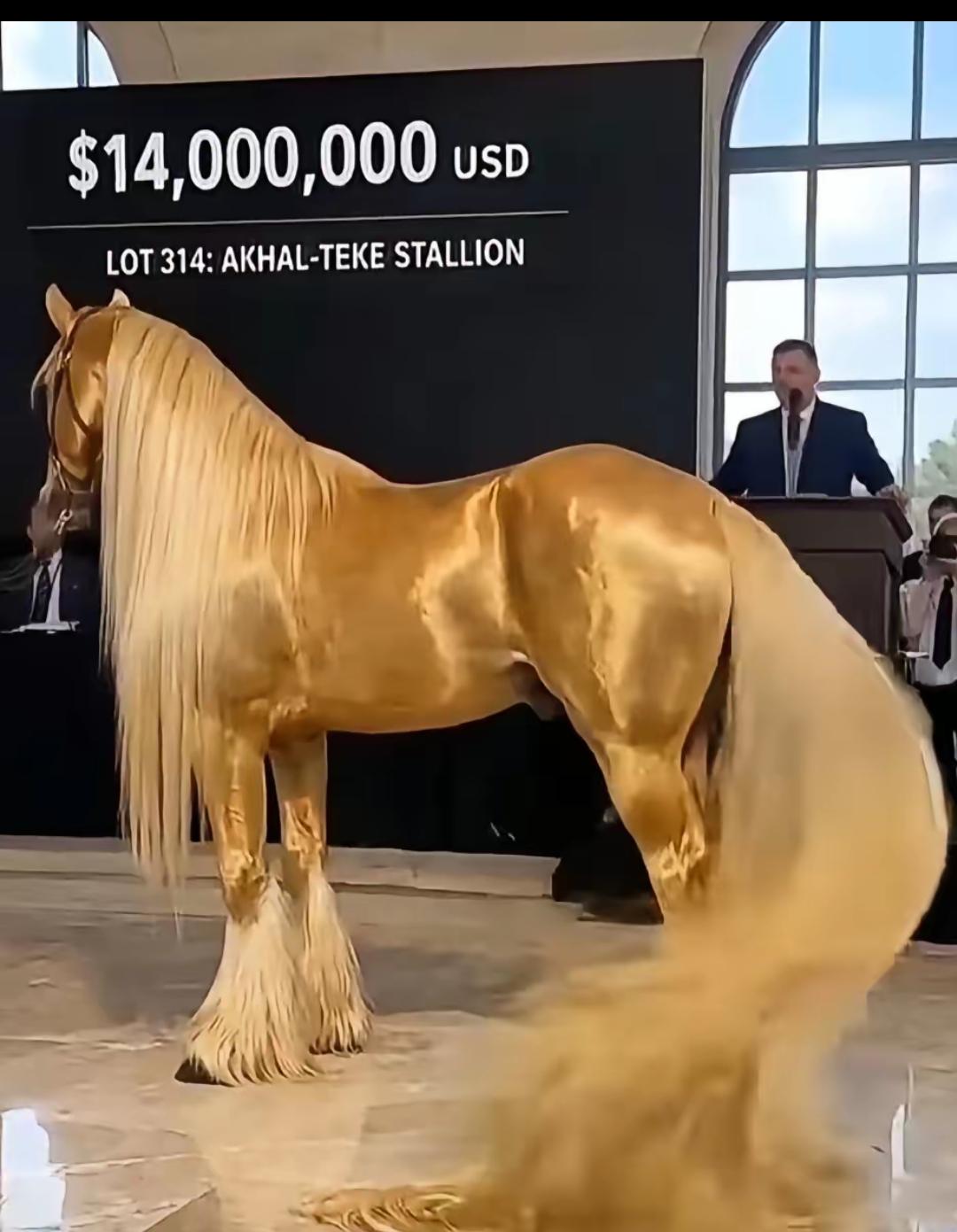 2019年，俄罗斯国际马匹拍卖会上，人们终于见到了源自土库曼斯坦、超过4000年