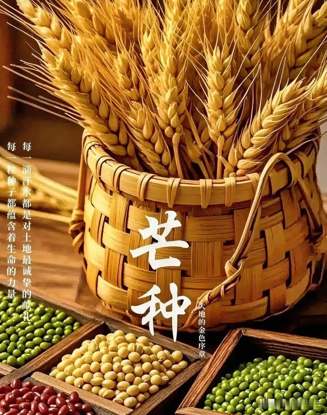 芒种至，耕耘皆有回响，努力终有回甘老一辈人常说，一年的希望，都藏在芒