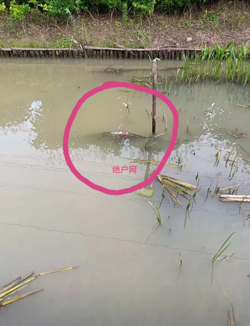 只要在上海经常钓鱼佬都知道，上海市河道纵横交错，自然河道水资源特别丰富，但是在上