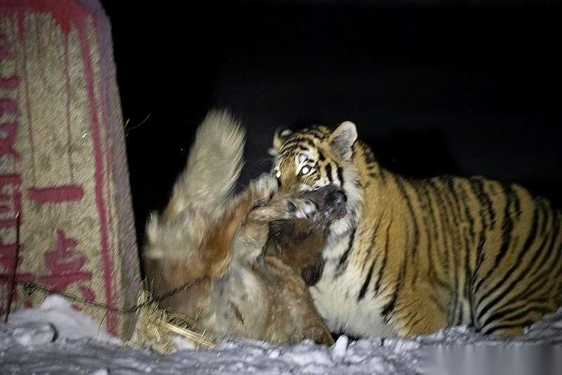 一百只藏獒，围住一只东北虎。尘土飞扬，嘶吼震天。听着是不是特有画面感？然后呢