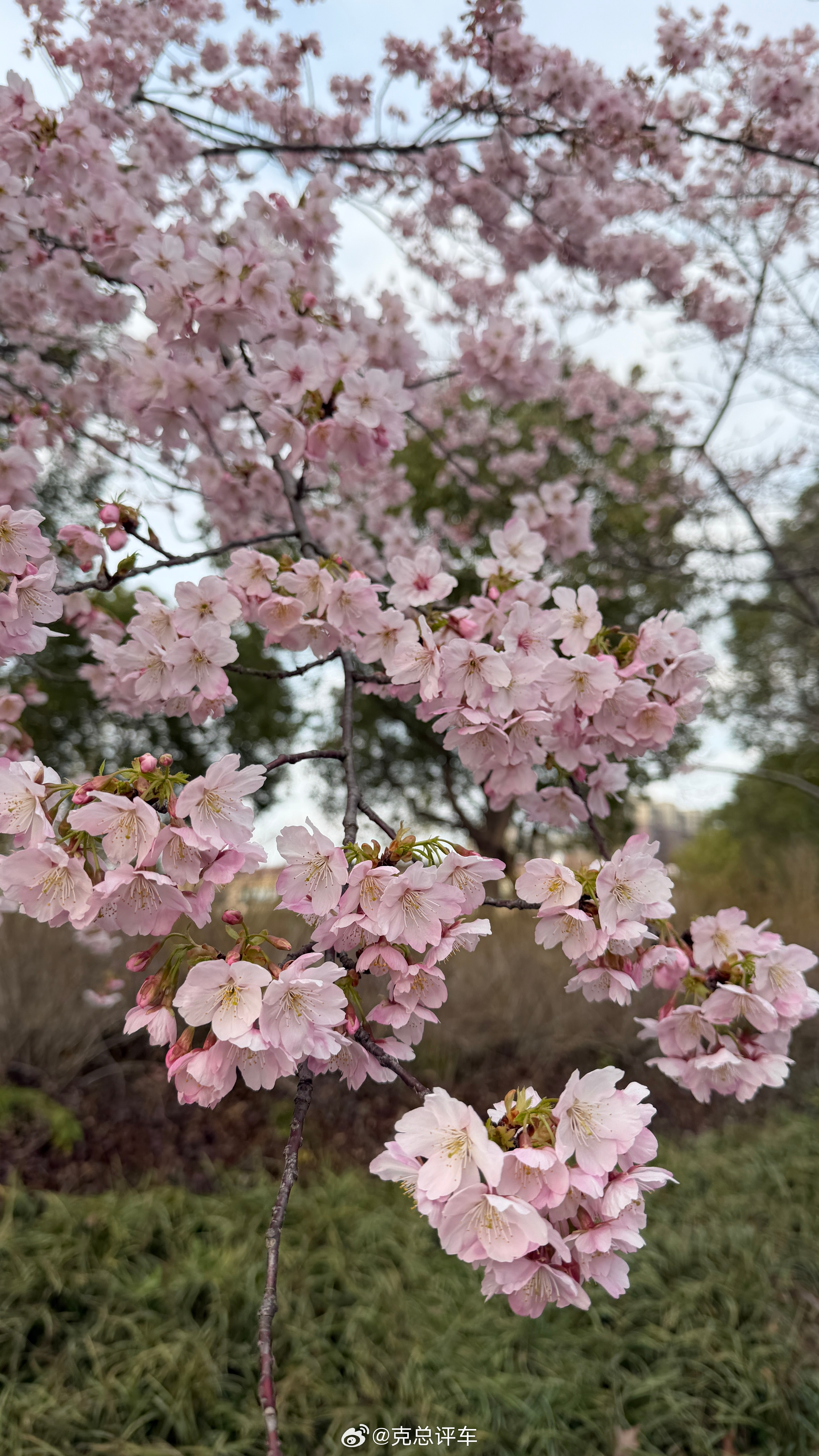 最近去了顾村公园，早樱盛开。好看吧！上海春日追樱花攻略上海·顾村公园
