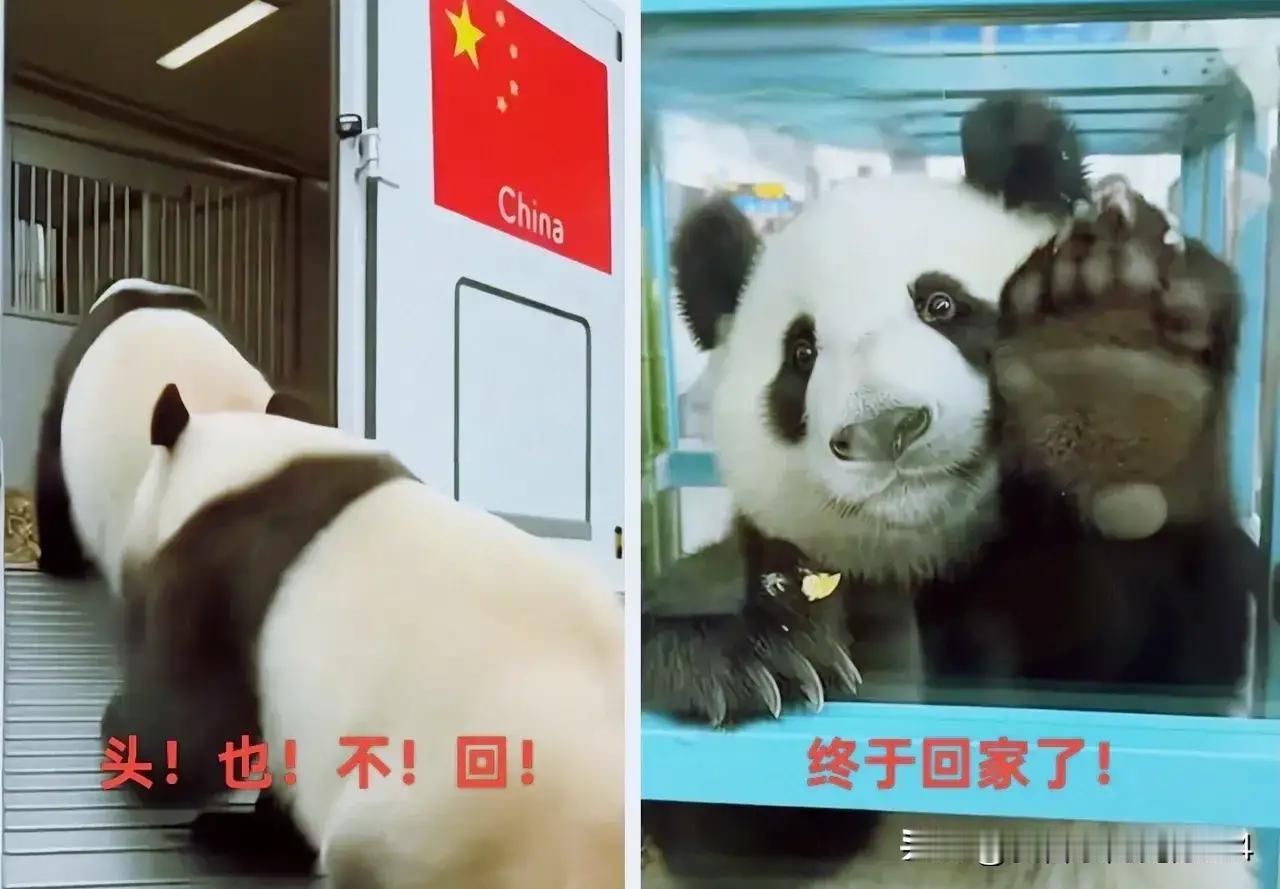 这只熊猫在日本上野动物园的时候，那叫一个高冷，上千日本粉丝举着牌子喊着要它互动，