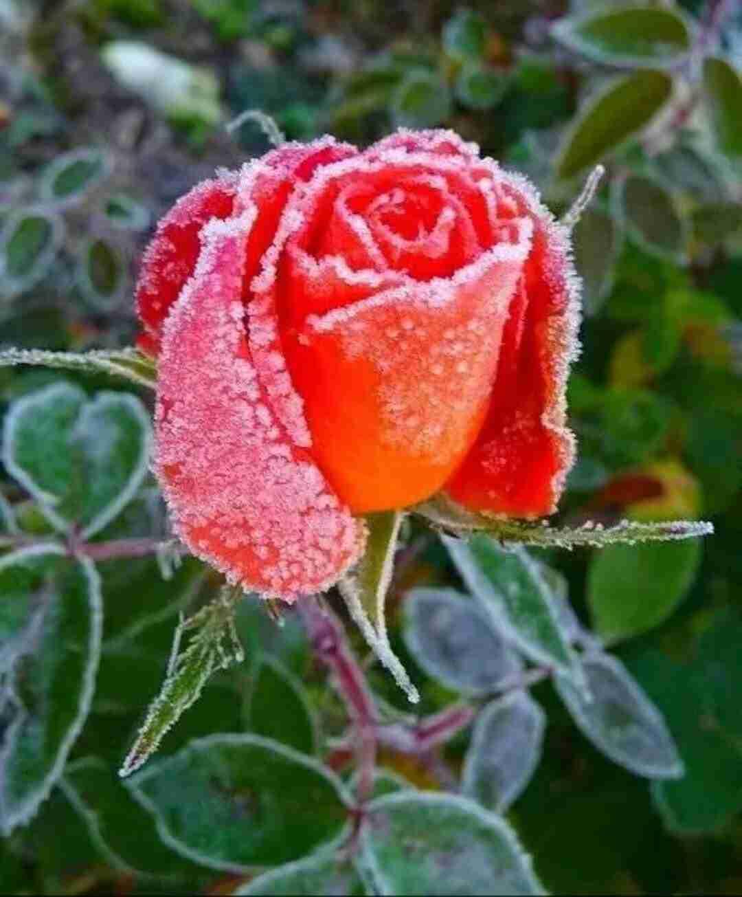 我的今日状态：😁轻松愉快我这里的天气：☀️晴天，气温：零下14℃至零下7℃，