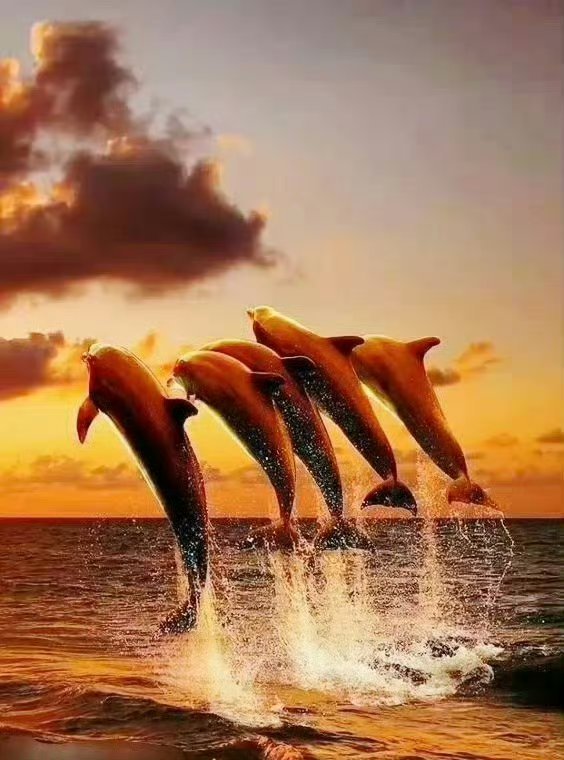 赞个，签收五倍好运🐬​​​