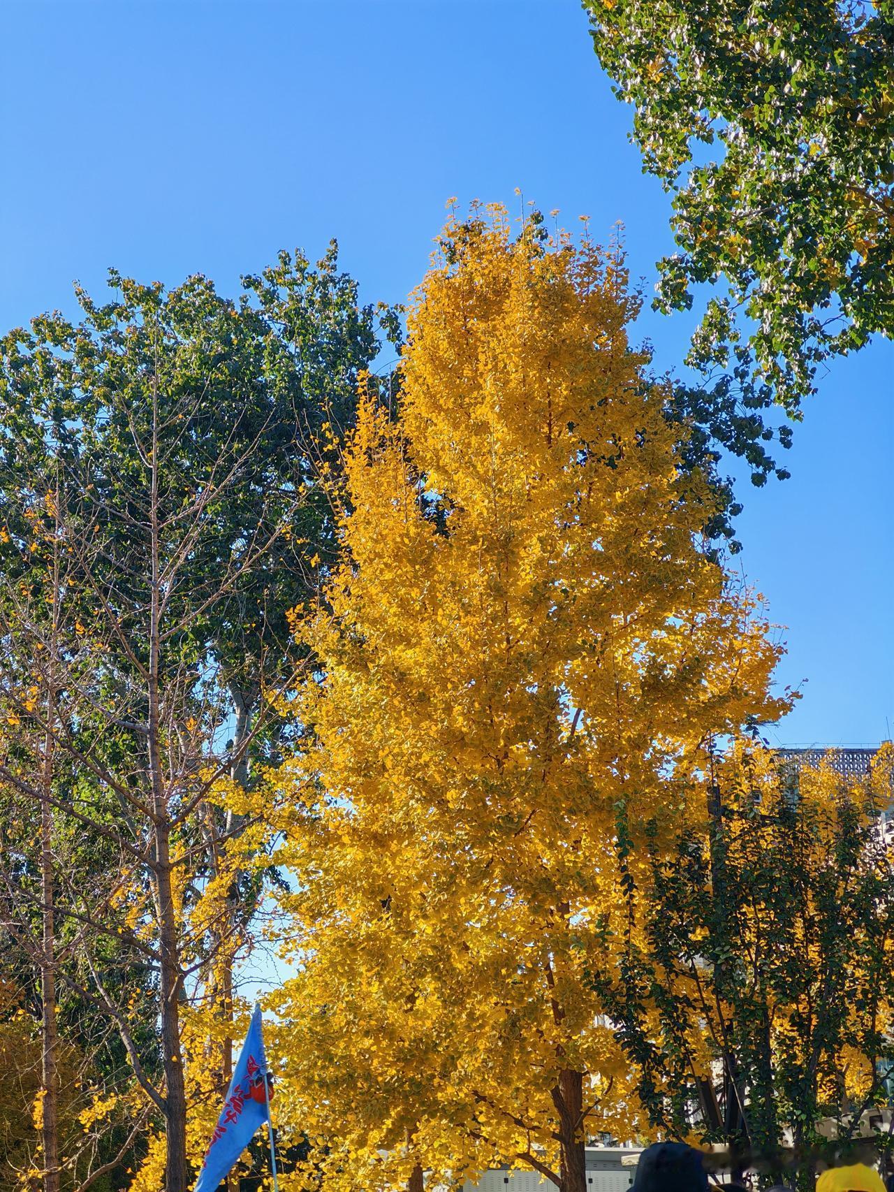 银杏黄了，落叶缤纷，落了一地小朋友看见十分喜欢把他拱成了一个心形，这就是中国