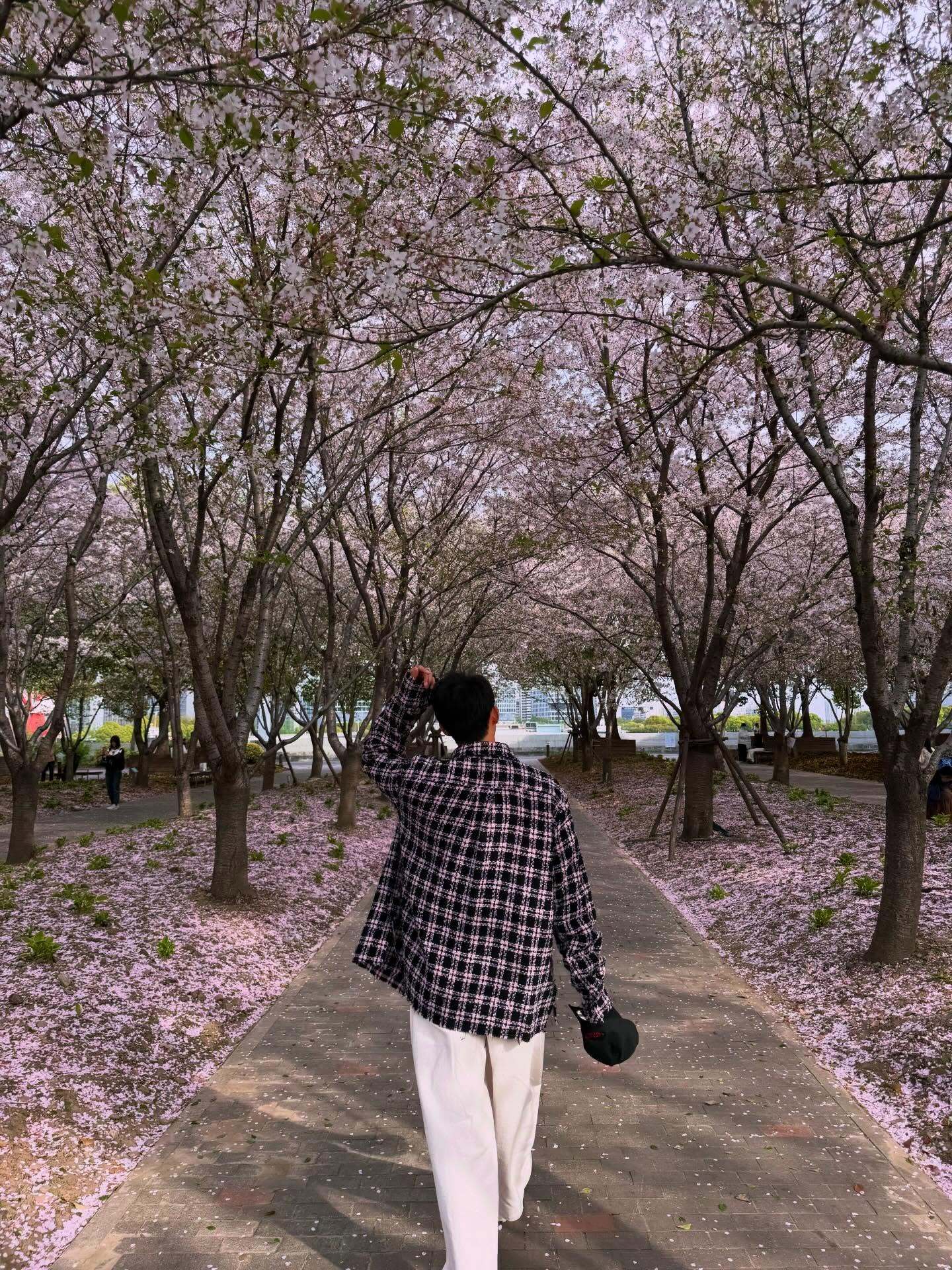 黄景瑜果然也去看龙美的樱花了！魔都赏樱热门打卡地之一，哥，交大这边的樱花也开好了