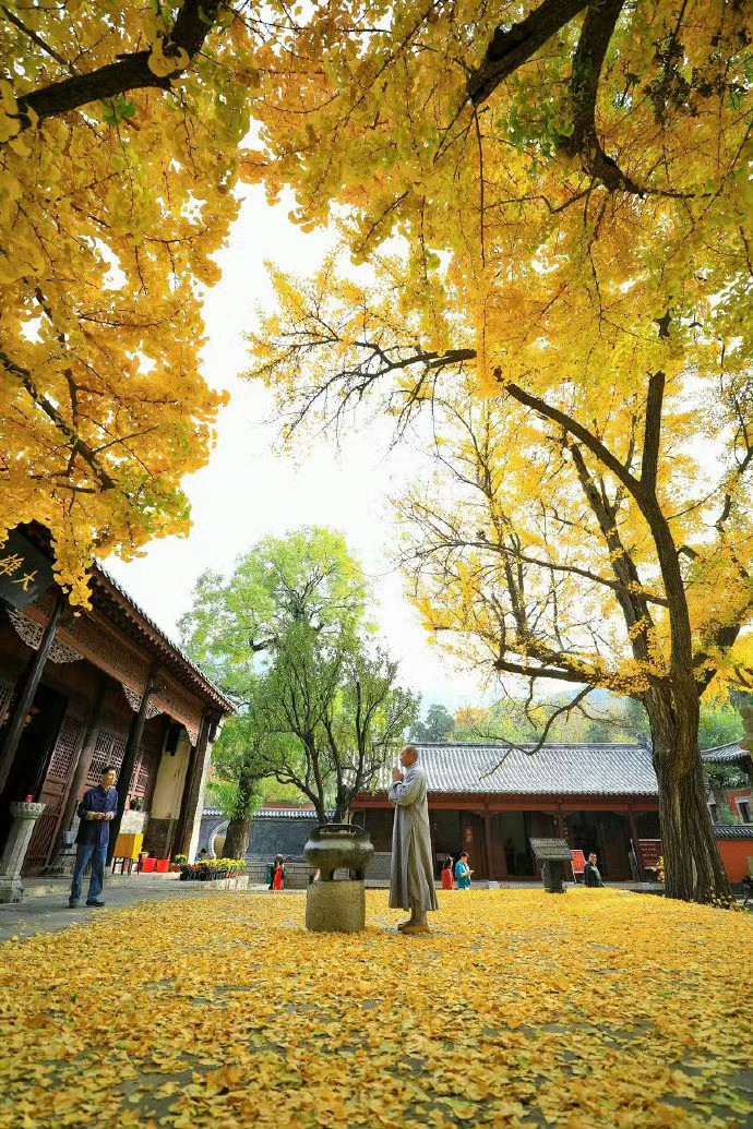 泉城·济南的秋天，藏在一场秋雨，一条老街，一抹金黄，一座古寺.....让你来了就