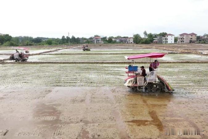 江西泰和早稻插秧忙！弯腰变弯腰，老乡们现在种地都这排场老乡们，这画面