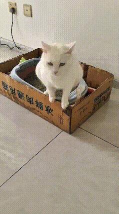 咱东北这小白猫也太气人了！乖乖上完猫砂盆，完事不自己收拾，一溜烟跑床上蹭床单擦屁