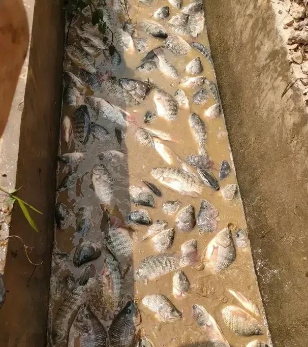 罗非鱼是从非洲引进而来，据说南方人不太喜欢吃罗非鱼，但是博主喜欢！博主在福建省上
