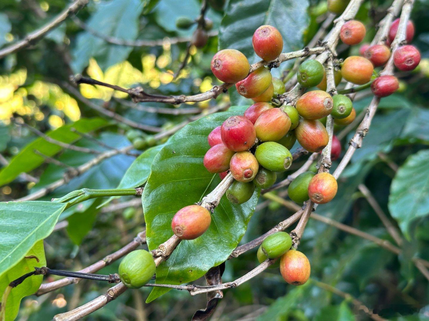咖位云南点赞云南从咖啡的精细日晒处理到茶叶的巧妙发酵转化，每一环节都凝聚着匠人对