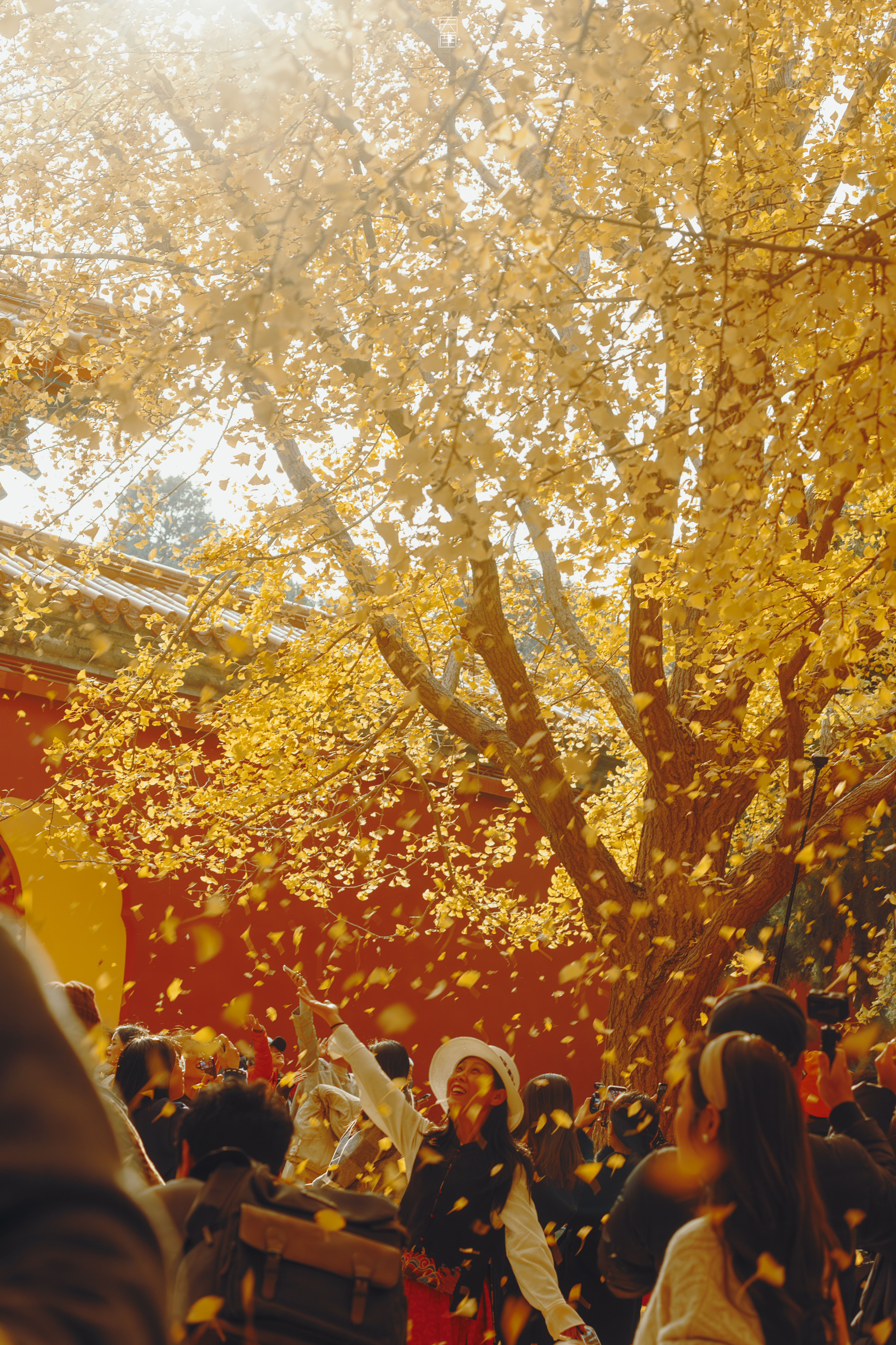 秋风唤我出门这短暂灿烂的秋色我与世界平分🍁【中山公园】摄影
