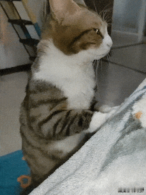 猫咪：懒到这种地步没救了[大笑][大笑][大笑]​​​