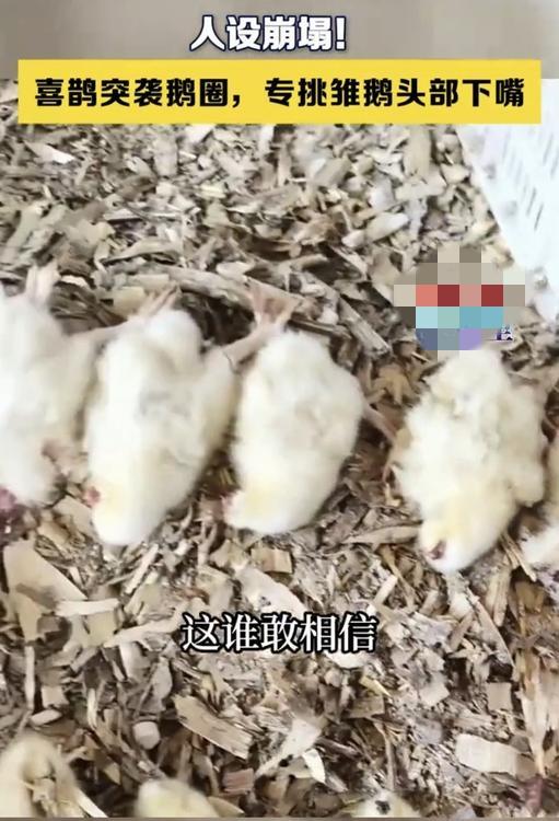出乎预料！辽宁，一女子发现最近鹅圈里的雏鹅，不知何故的在圈里死了一片。女子观察鹅