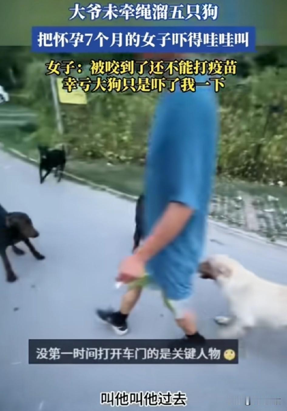 “我家的狗不咬人，放心吧！”听到这句话，真的是能把人气疯！一个老头溜了五只狗，