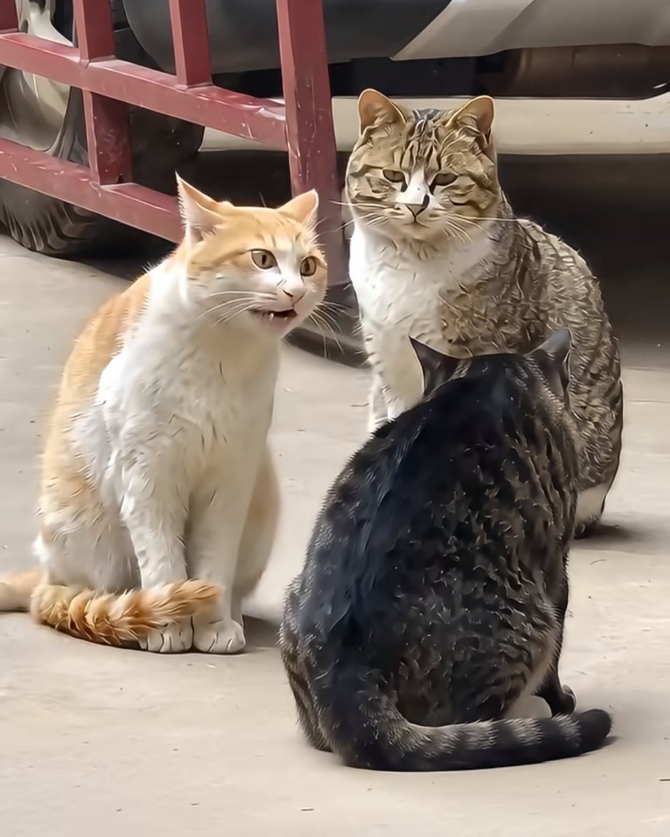 猫猫训猫呢​​​