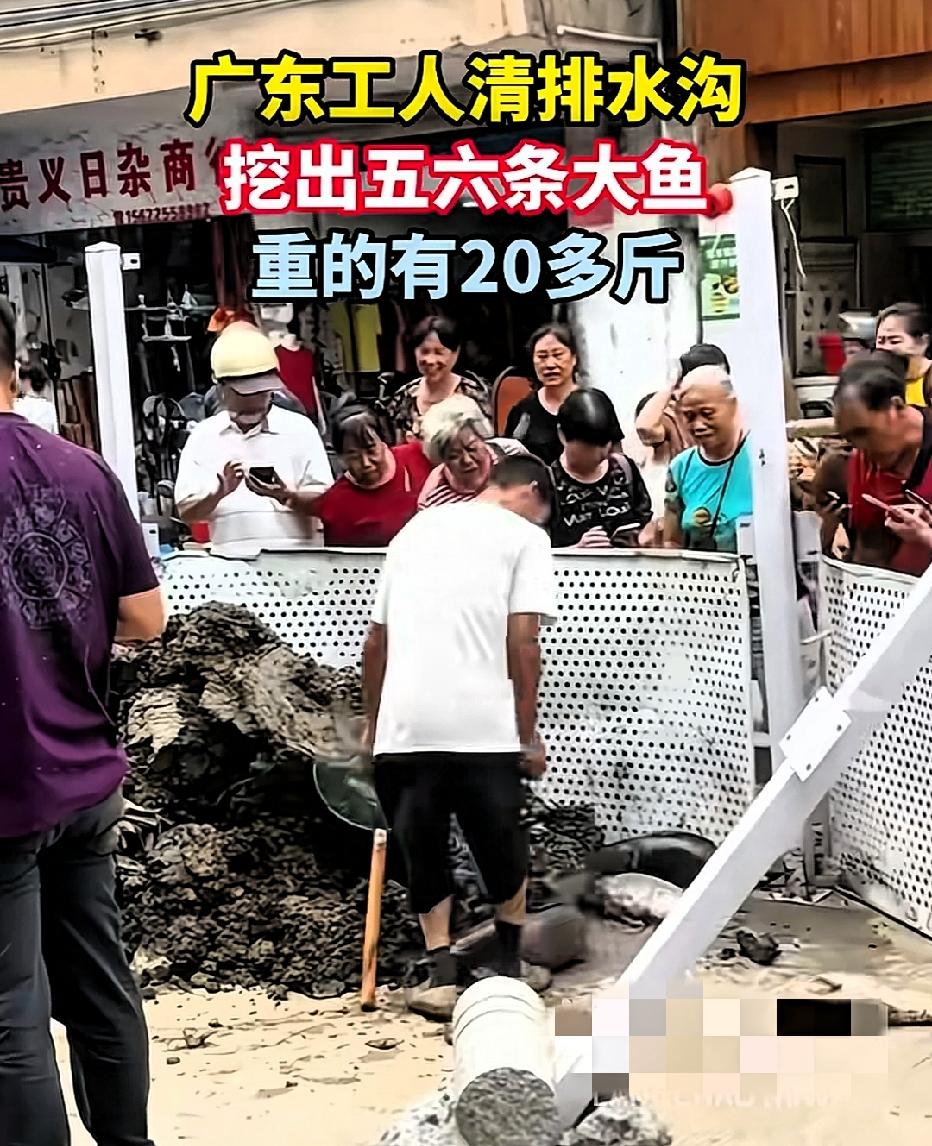 近日广东清远，一工人负责清理排水沟，排水沟因暴雨堵塞了数月，就在工人清理到一半时