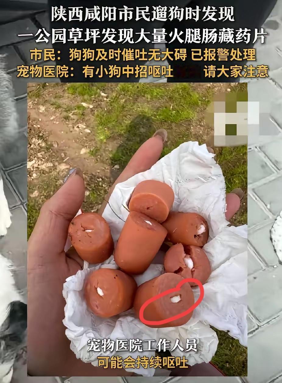 咸阳公园草坪上的“毒火腿肠”，藏的哪是药片？分明是人心的恶！11月2日，两