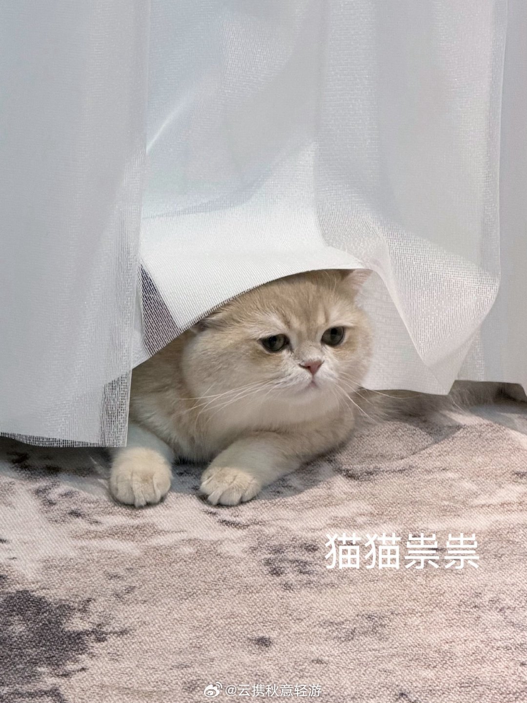 胖咪咪