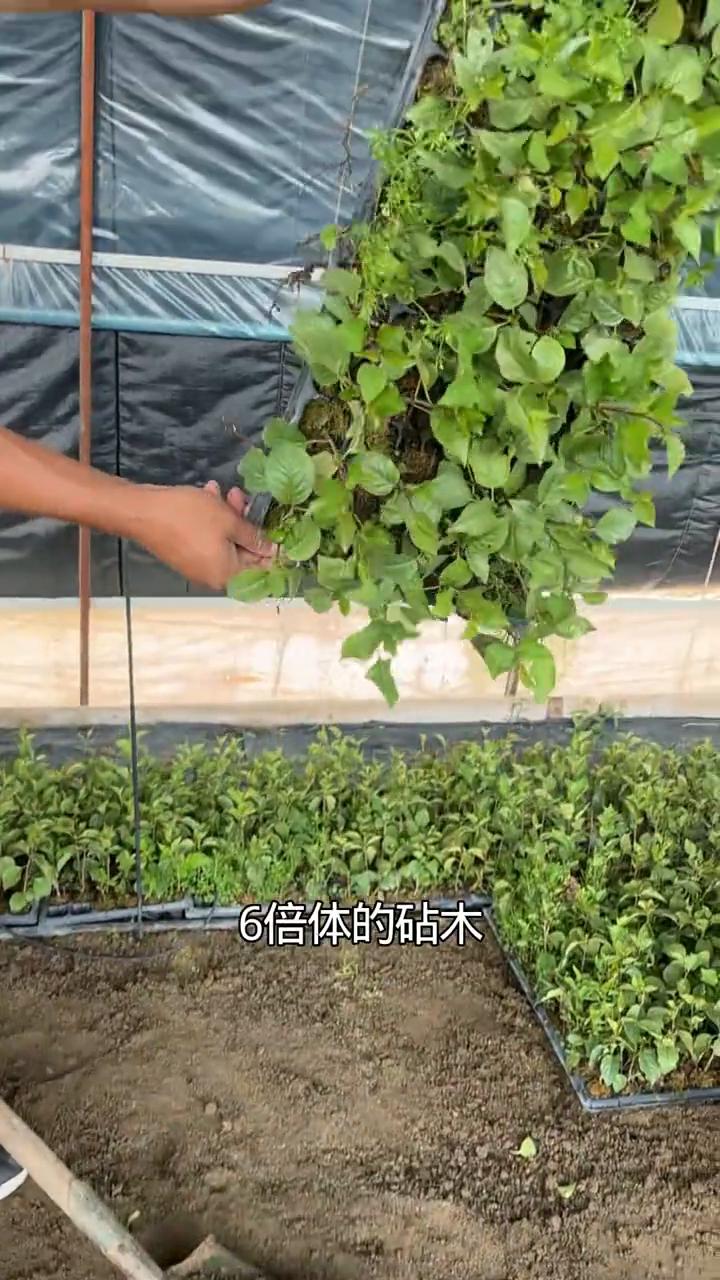 组培大樱桃砧木长势旺不死树，好管理，畸形果少。现在很多大樱桃种植户种植大樱桃苗