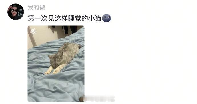 这么可爱的猫咪能有什么坏心思