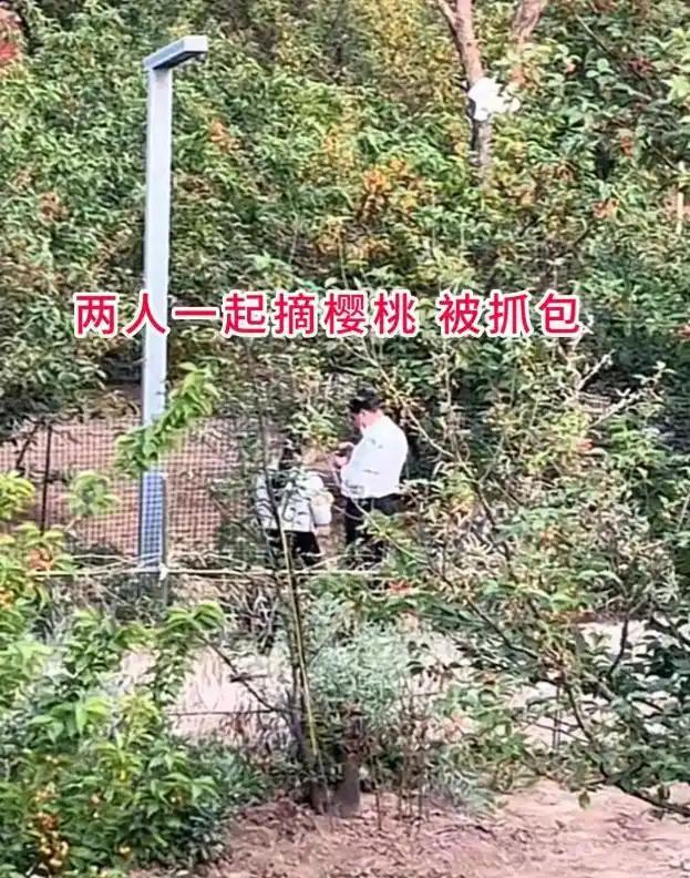 两人结伴跑到果园私自采摘樱桃，当场被果园主人抓了现行。本是自己做错了事，可这名男