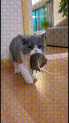 笑不活！猫咪叼老鼠直奔餐桌，竟给辛苦铲屎官“加餐”铲屎官刚摆好饭菜转身进厨