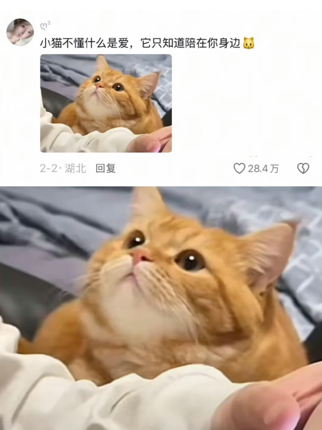 小猫比你想象中更爱你。[抱抱]​​​假日先疯派春日放个疯​​​