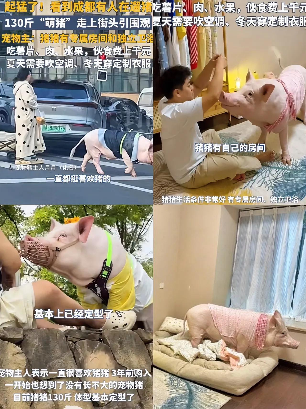 成都一对情侣遛着130斤宠物猪在街上被围观，原来是带着猪蹄花遛弯。网友：带着1