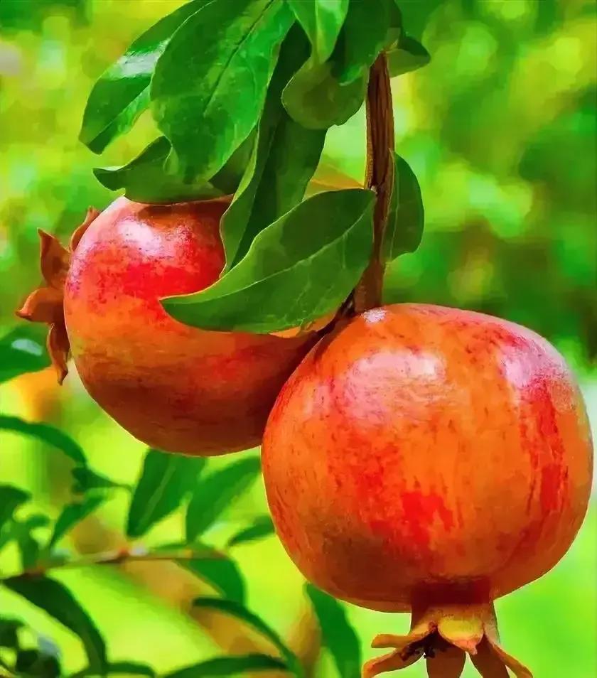 “我今年76岁了，满口牙齿，从来没有塞牙，用牙签什么的剔牙的历史。我认为养成良好