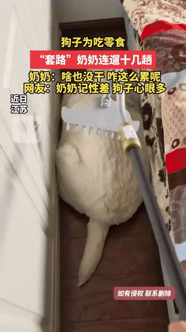 “解释不清了！”江苏，一狗狗为了贪吃零食，利用奶奶的记性不好，反复以“遛弯”的借