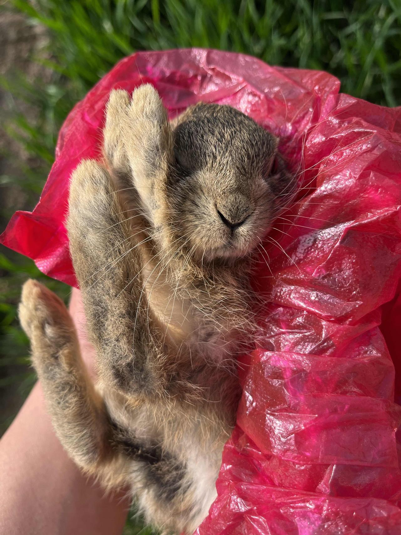 偶然之间抓到一只小野兔，长的还怪可爱的，想着放生得了，不太好养，别养不活，怎么说